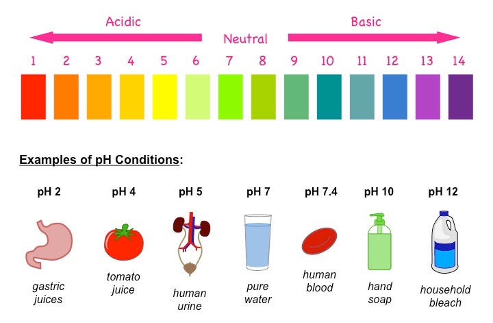 pH urinaire : normal, acide, alcalin comment le mesurer ?